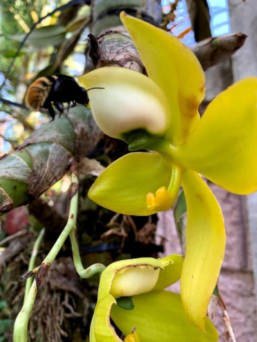 Tropical Bee Garden Holiday Houses Savegre Dış mekan fotoğraf